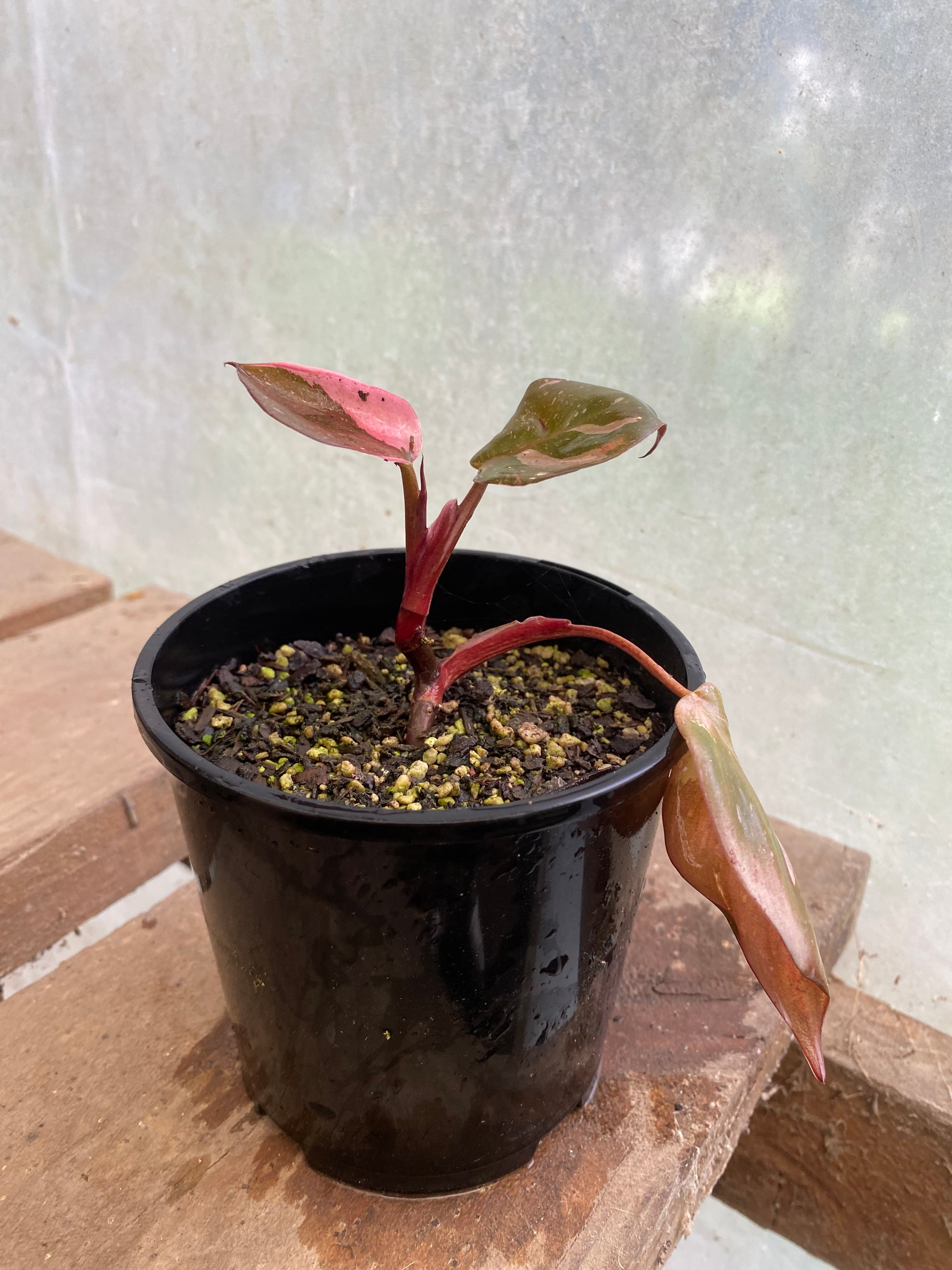 Philodendron Pink Princess
