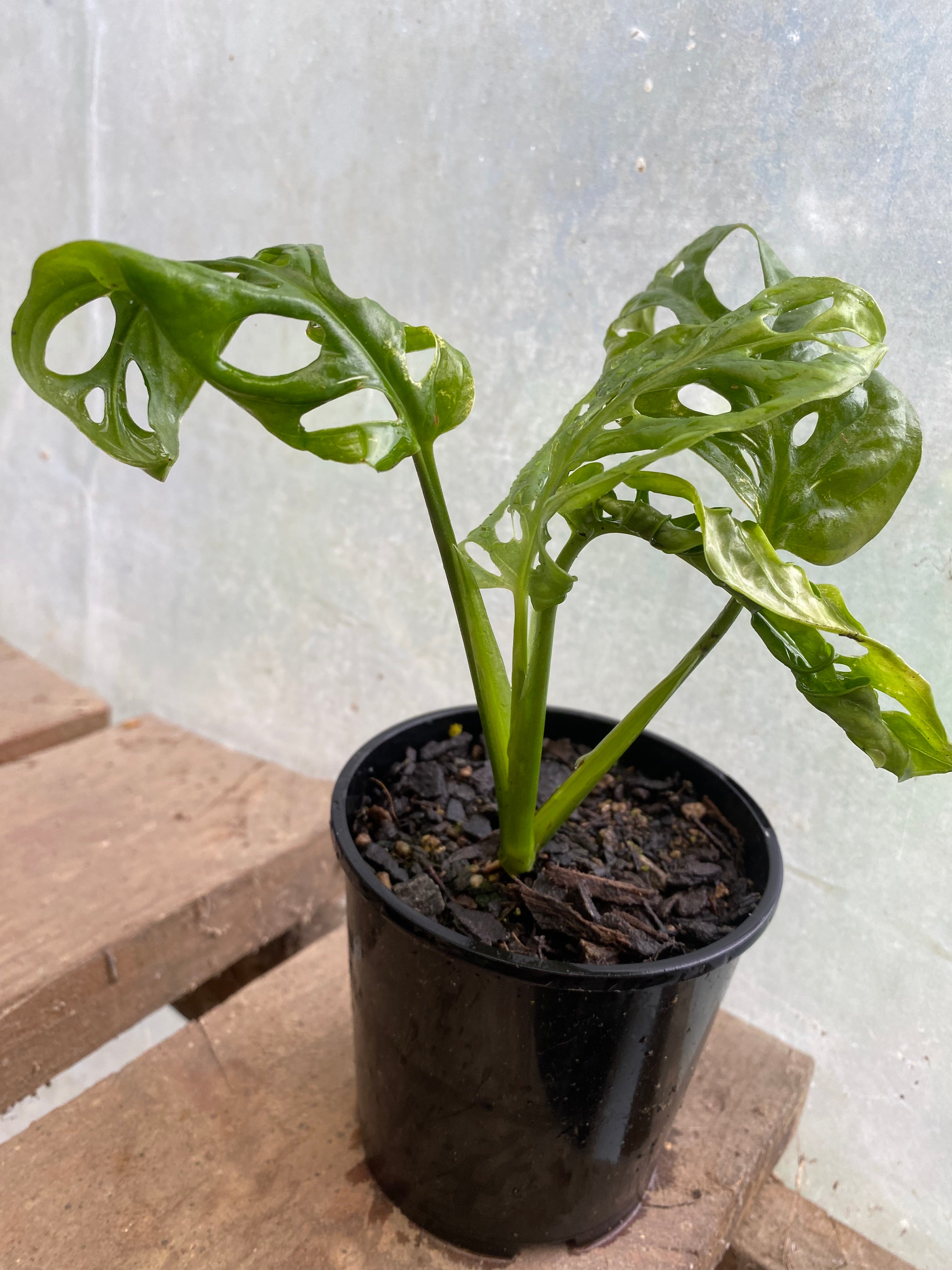 Monstera Monkey Mask
