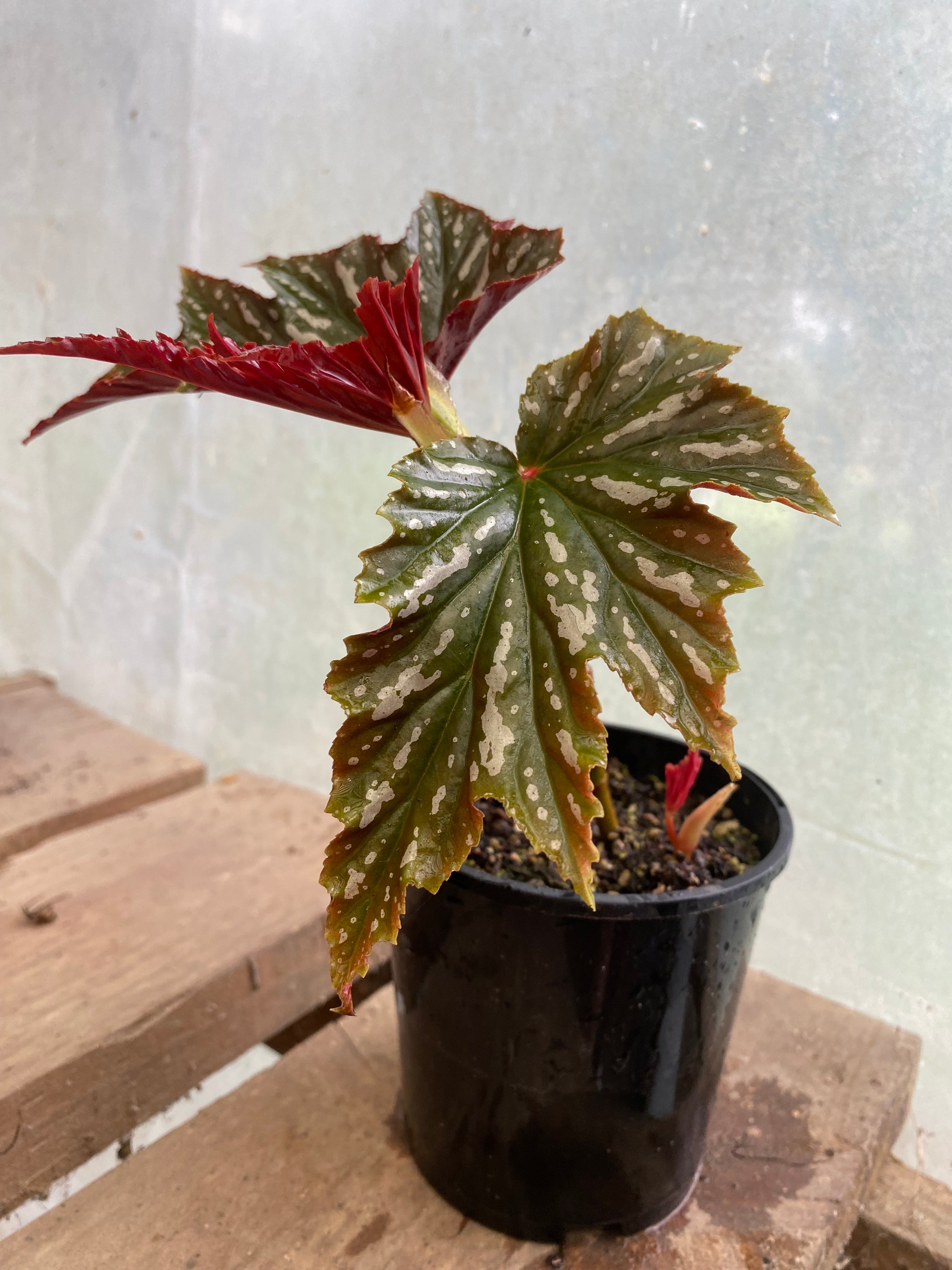 Dragon Wing Begonia